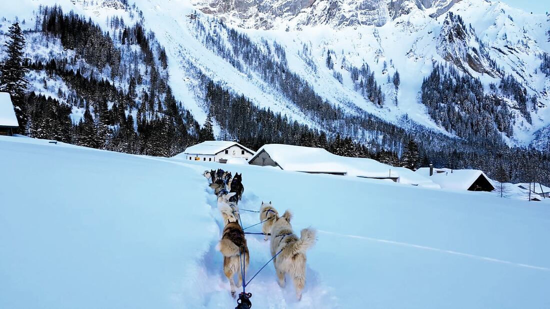Balades en traîneau by Arco Mushing