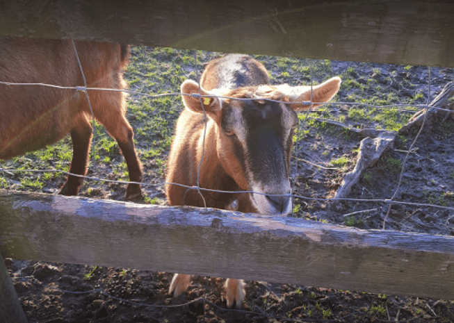 ferme3
