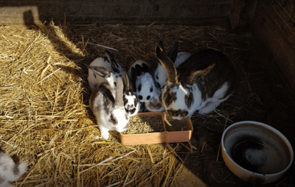 Ferme-Bournens.png Ferme-Bournens.png